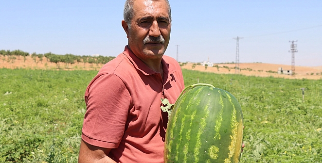 Yaylak Karpuzu