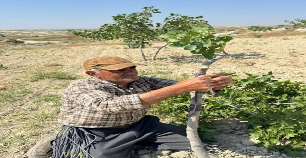 Şanlıurfa’da Kavurucu Sıcakta Fıstık Kalem Aşısı Mesaisi Başladı