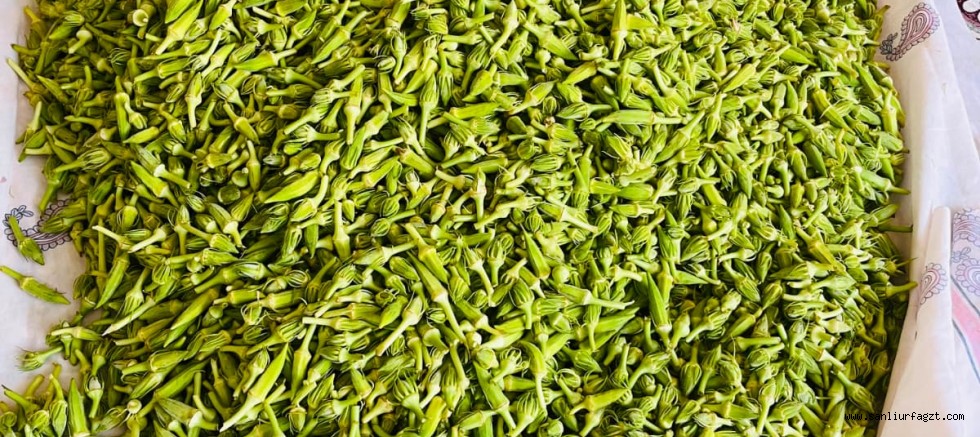 Harran'da Bamya Hasadı Sürüyor