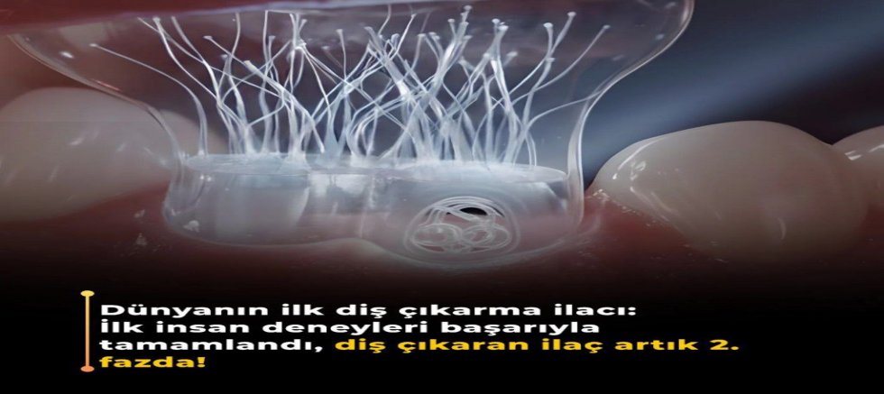 Dişleri Yeniden Büyütme Umudu: USAG-1 Proteini Hedefleniyor