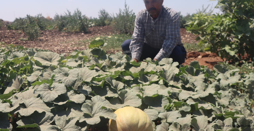 Keşlik kavunu, bej domatesi ve Keşlik karpuzu kendine özgü tat ve aromalarıyla dikkat çekiyor.