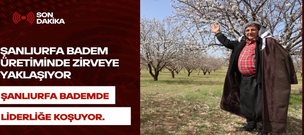 ŞANLIURFA BADEM ÜRETİMİNDE ZİRVEYE YAKLAŞIYOR