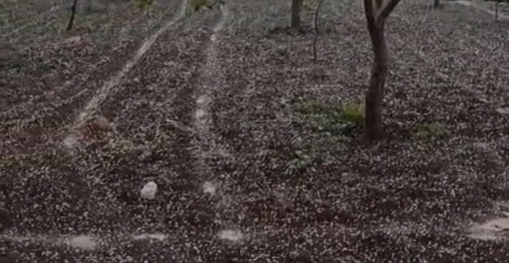Şanlıurfa’da Dolu ve Sağanak Yağış Hayatı Olumsuz Etkiledi