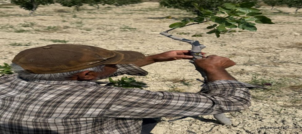 Şanlıurfa’da Kavurucu Sıcakta Fıstık Kalem Aşısı Mesaisi Başladı