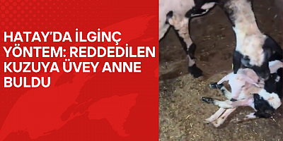 Annesi Reddetti, Başka Koyun Sahiplendi: Kuzunun Hayatını Kurtaran İlginç Yöntem