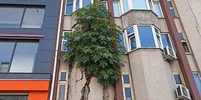 Beton Duvarın Ortasında Yeşeren İncir Ağacı Görenleri Şaşırtıyor