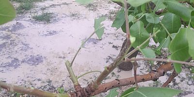 Güneydoğu’da Dolu ve Rüzgar Çiftçiyi Vurdu