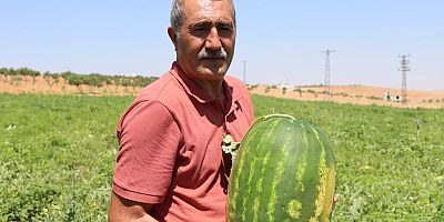 #YaylakKarpuzu #Bozova #Şanlıurfa #FıratNehri #YazLezzeti #DoğalÜretim #Tarım #Karpuz