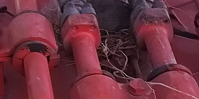 Kuşların Yuvası İçin BekledŞanlıurfa’da iş makinesi sahibi, üzerinde kuş yuvası olduğunu görünce çalışmayı erteledii