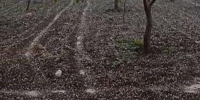 Şanlıurfa’da Dolu ve Sağanak Yağış Hayatı Olumsuz Etkiledi