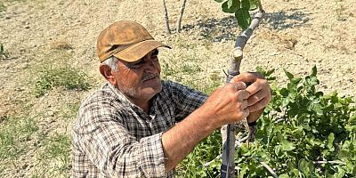 Şanlıurfa’da Kavurucu Sıcakta Fıstık Kalem Aşısı Mesaisi Başladı